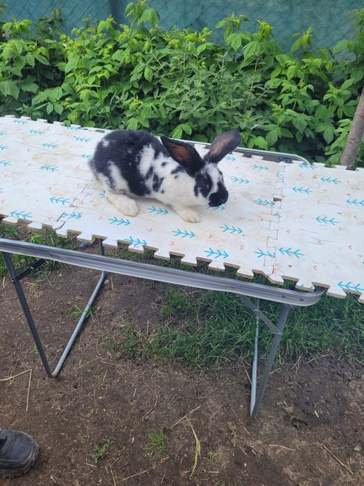 Sprzedam króliki barany, srokacze, belgi