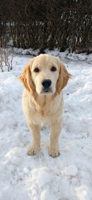 Piesek Golden Retriever