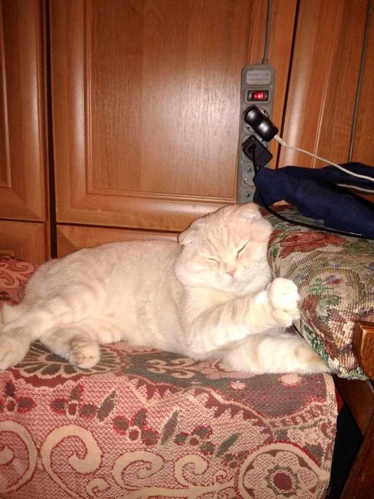 Шотландский вислоухий кот редкого окраса на вязку