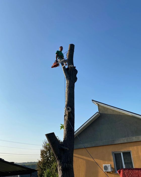 Спил Деревьев Уборка участка. Демонтаж зданий. Спил деревьев. Культива