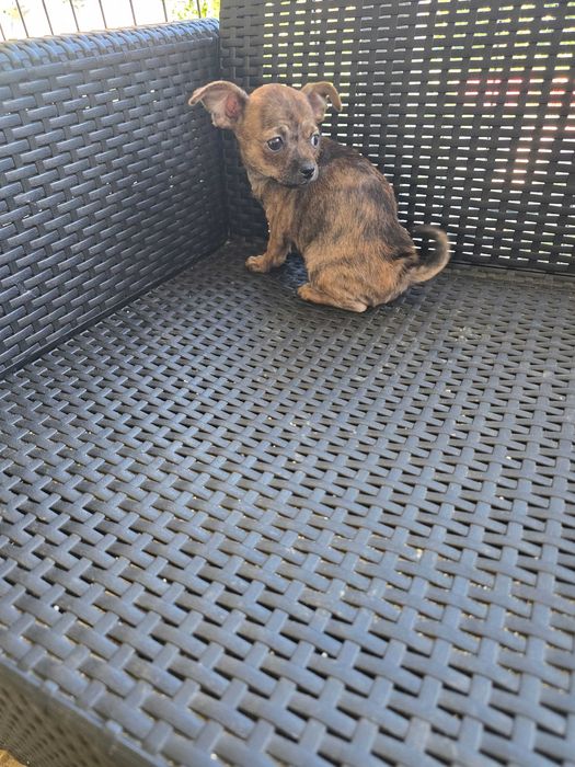 Pinscher Miniatura Macho
