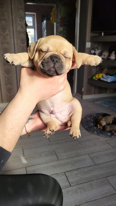 Продам бульдожок