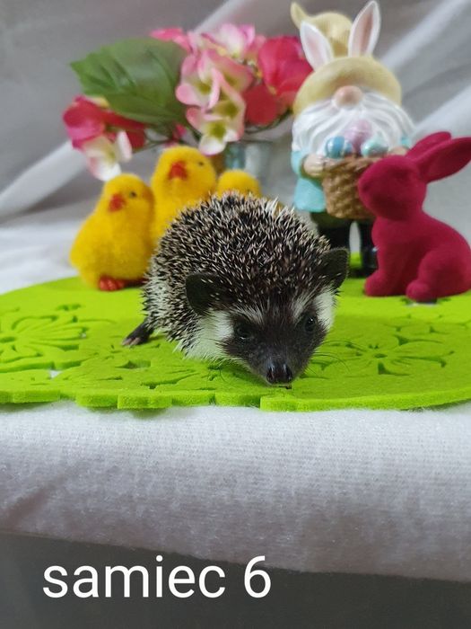 Jez jeżyki jeżolki jeż pigmejski jez afrykanski