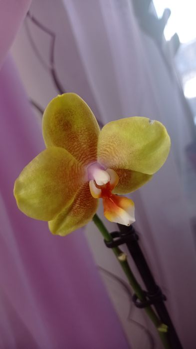 Орхідеї відцвіташки ( 1-3 гілки)