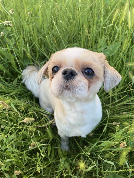 Пропонуємо для вʼязки собаку породи ши-тцу