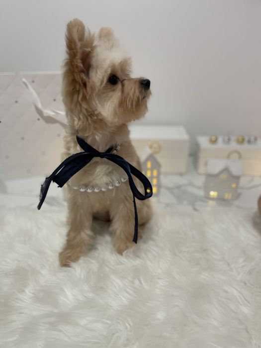 Ексклюзивні дівчатка Помапу з ідеальним характером