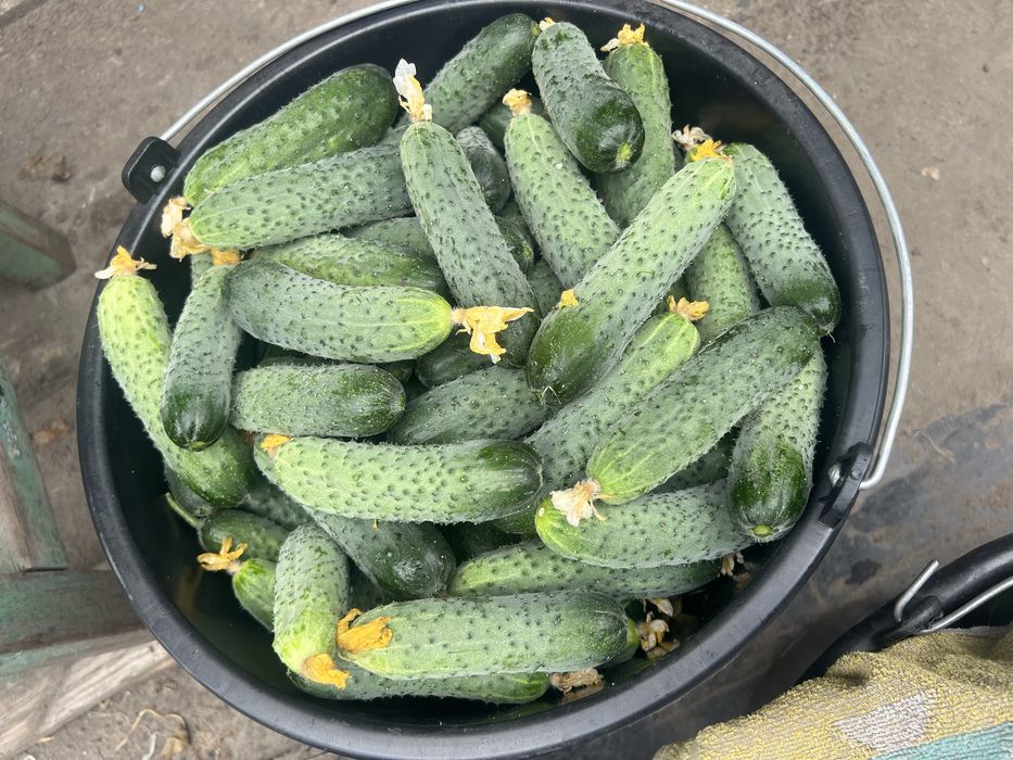 Продам огірок для консервації