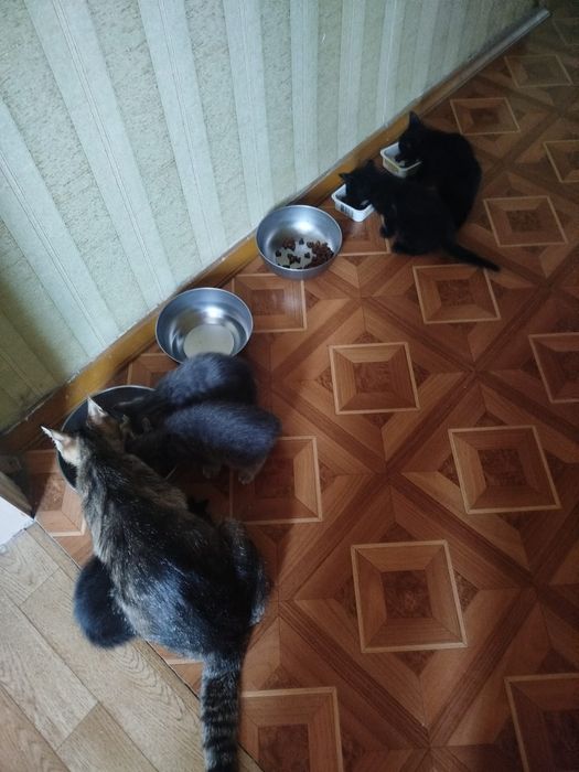Отдам котят, 8 апреля рожденные