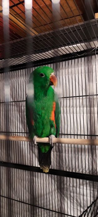 Aves criadas a mão