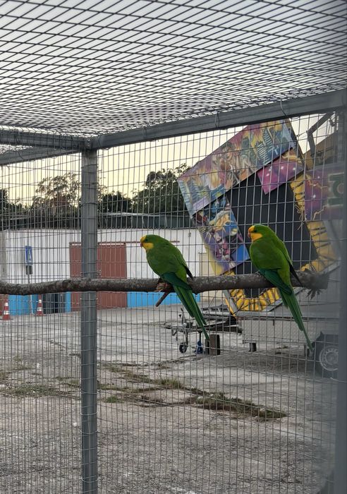 Periquitos de barraband macho