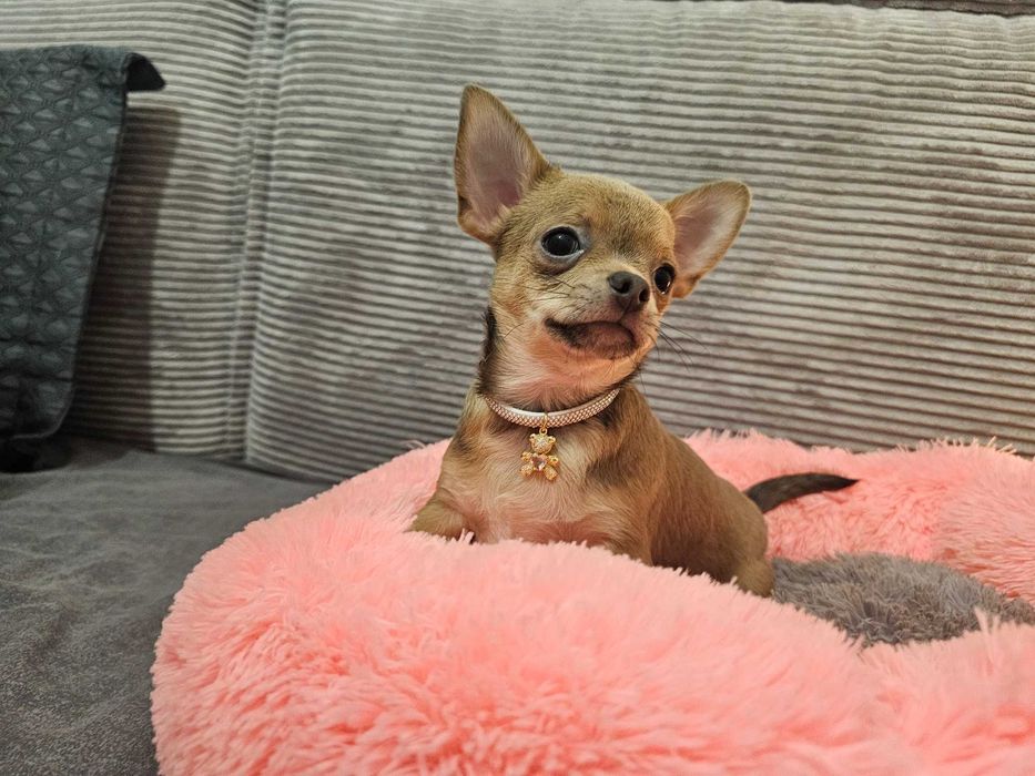 Chłopczyk chihuahua Isabella- tan.