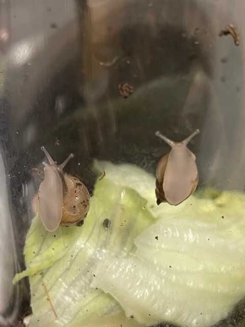 Sprzedam Ślimaki afrykańskie Lissachatina (Achatina)fulicia .