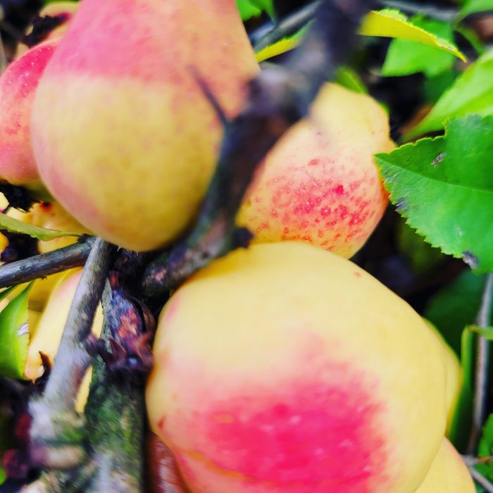 Sok wyciskany z owoców pigwowca NFC