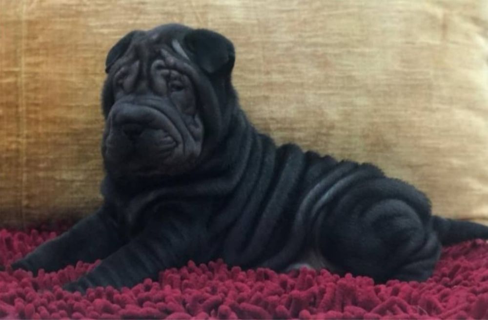 SharPei/ Shar Pei femea