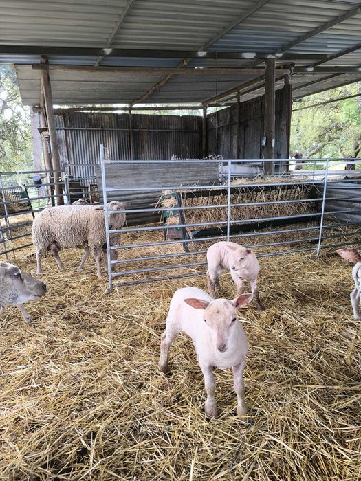 Borregos charroles*texel*merinos