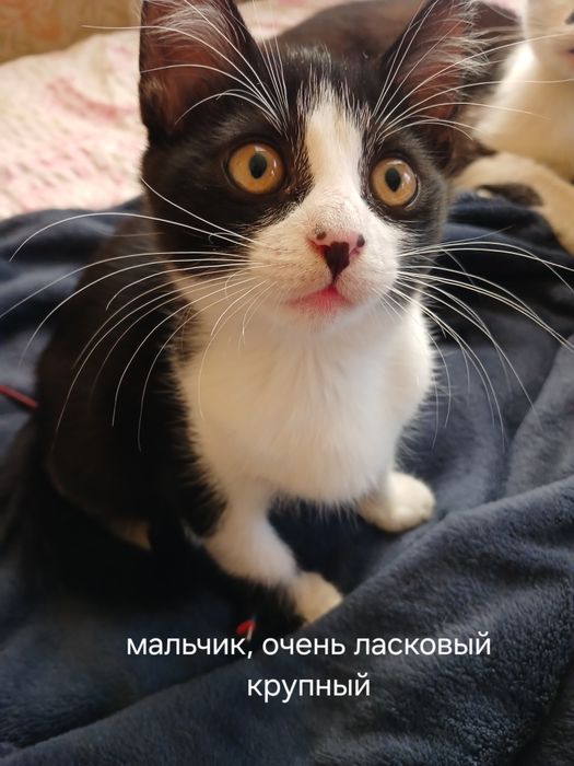 котята 3 месяца, Ищем добрую семью
