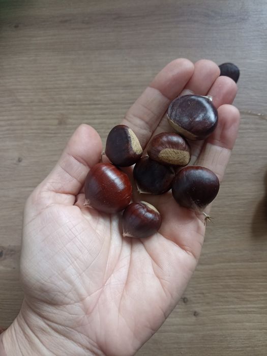 Kasztany jadalne tegoroczne 2kg