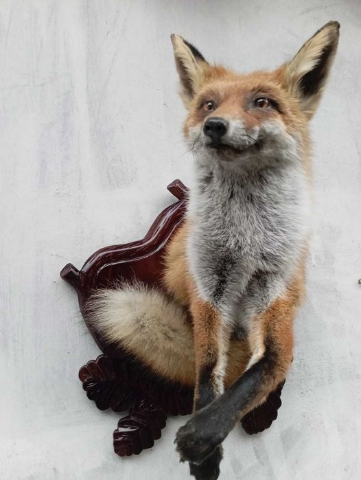 medalion lisa trofea eksponat rzezba preparat edukacja prezent