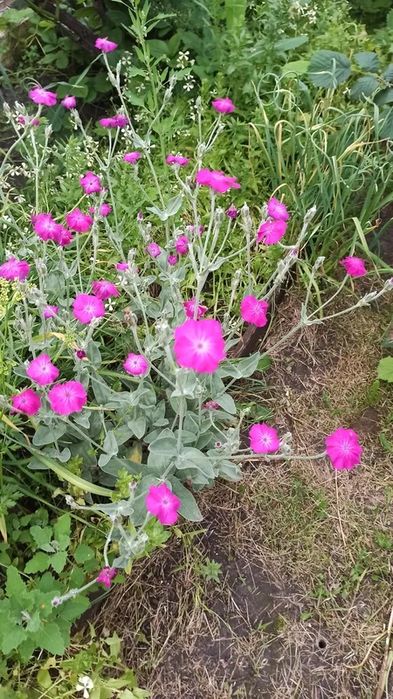 Лихнис   ирис фиолетовый