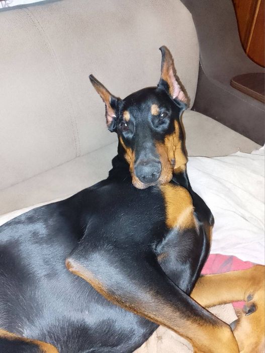 Цуценята добермана щенки добермана документы чип