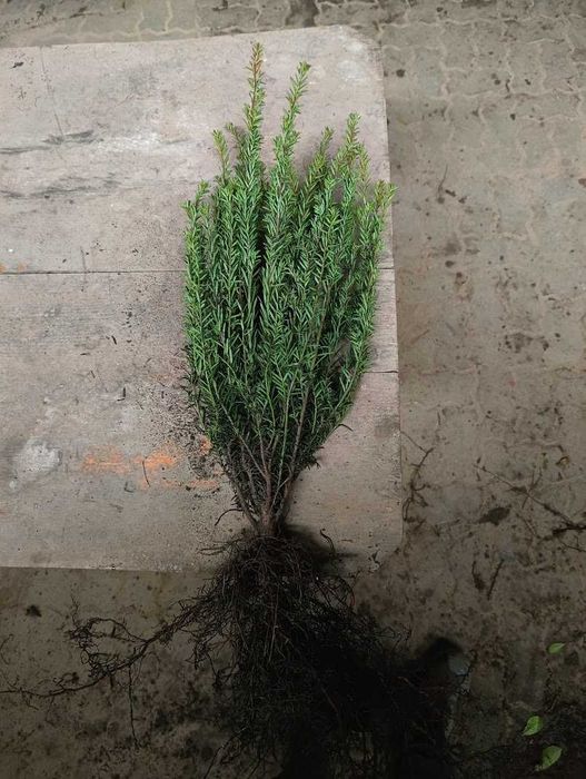 Cis pospolity 60 cm - 75 cm