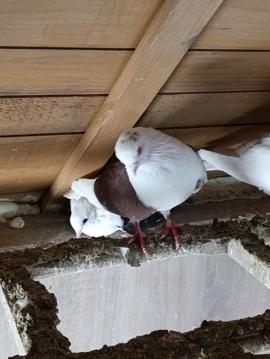 Gołębie ozdobne kingi itd opis!!!