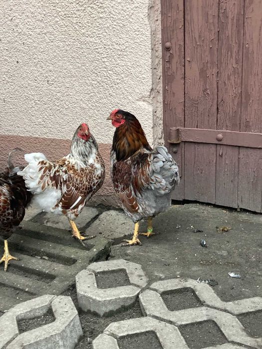 koguty wyandotte miniaturowe (wyandotty)