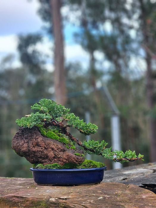 bonsai juniperus procumbens ishisuki
