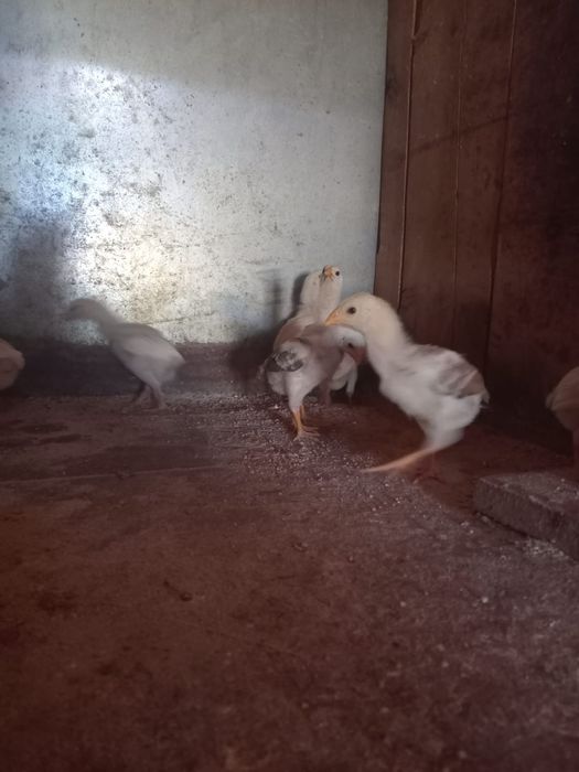 Indio gigante brasileiro  apartir 1 mes