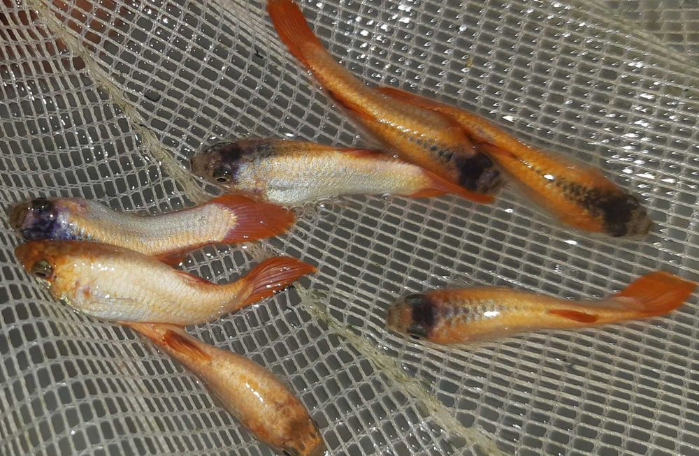 Gupik odmiana PINK TAIL - Poecilia reticulata - dowozimy, wysyłamy