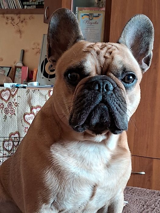 Французский бульдог,мальчик/вязка/