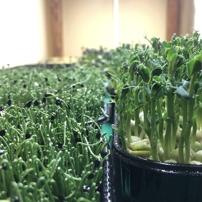 Мікрозелень-свіжий базилік