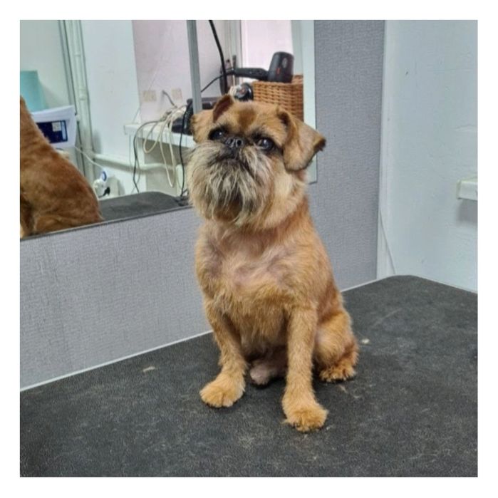 Стрижка собак, купання, триммінг, Львів