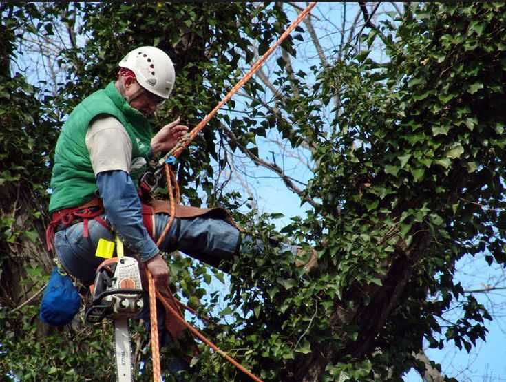 Спилювання та обрізка дерев будь-якої складності Розчищення ділянок.