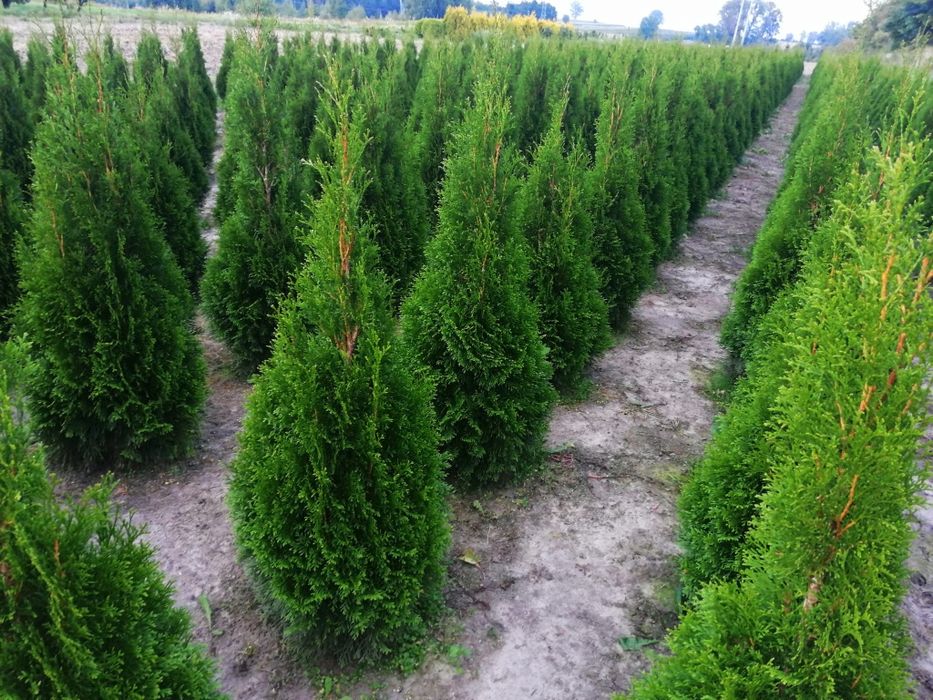 Sprzedam tuje szmaragd i branant