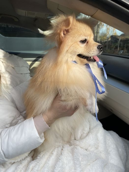 Міні-принци Померанські шпіци чекають на свої сімї