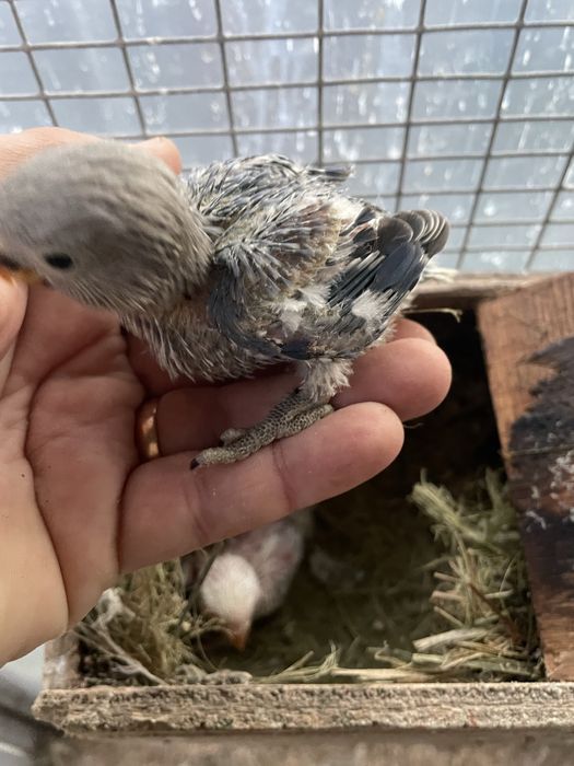 Roseicollis bebés para criar à mão/domesticar