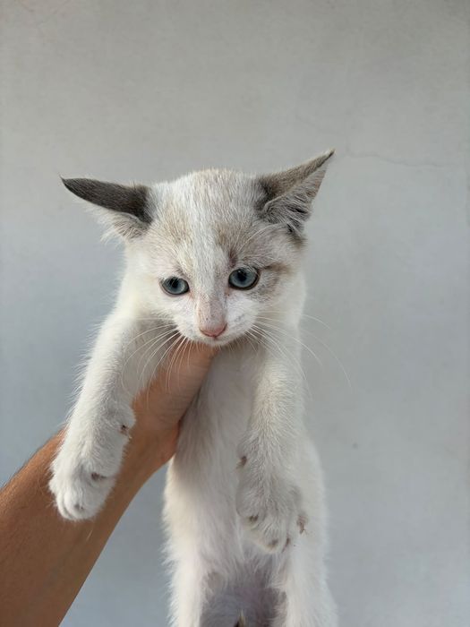 Dou gatinha de 2 meses