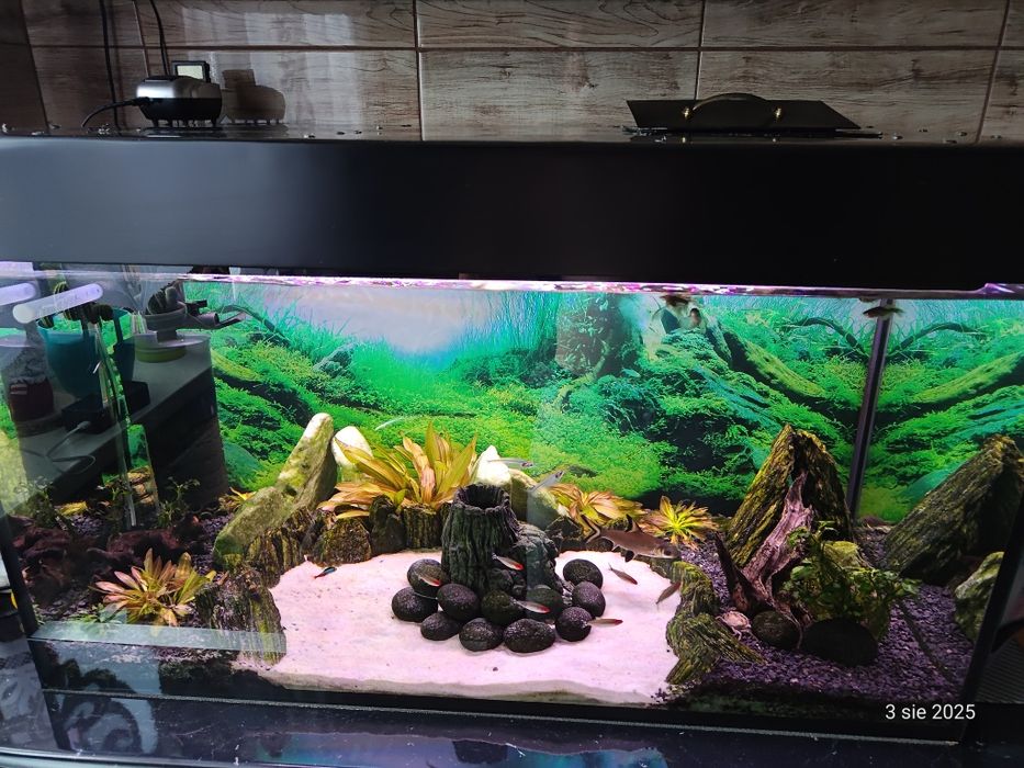 Akwarium 250l 100x50x50 + wyposażenie + ryby