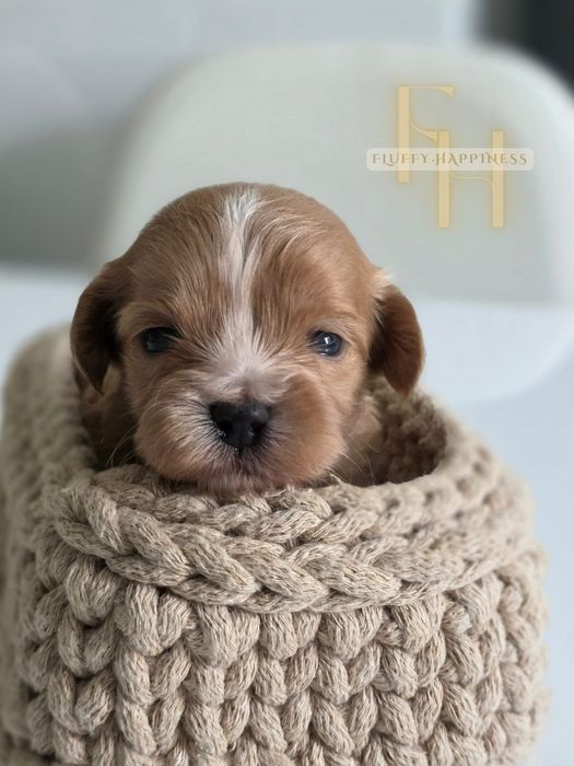Maltipoo**Cudowna**Sunia** Do Rezerwacji**