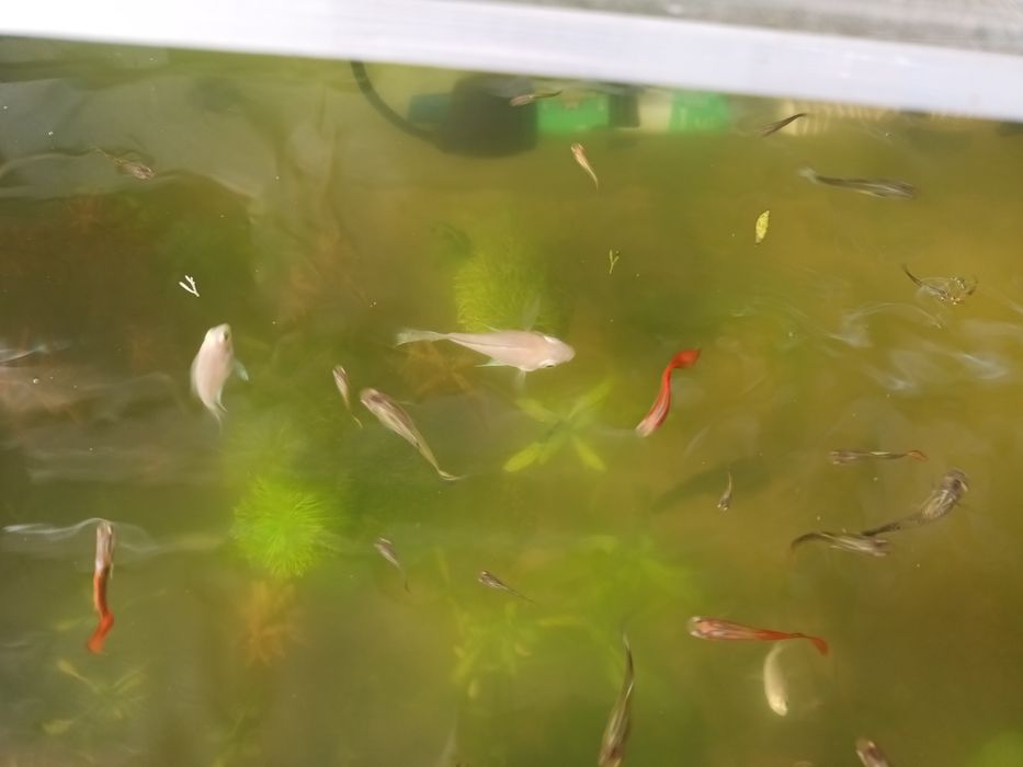 Bebe peixe polar