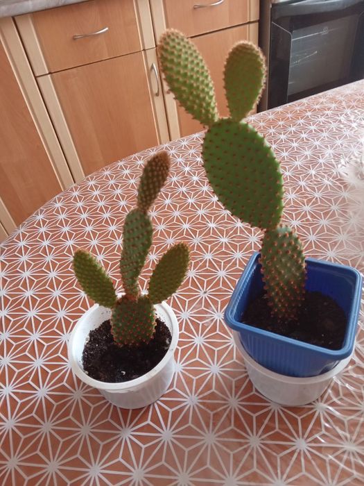 Опунция  продам