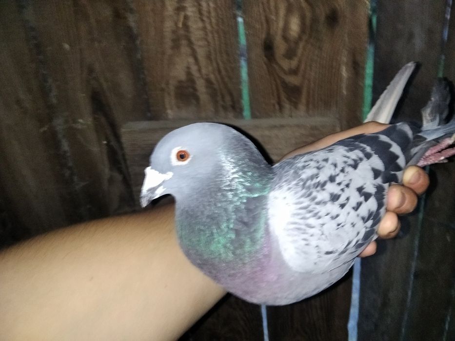 Likwidacja hodowli gołębi pocztowych