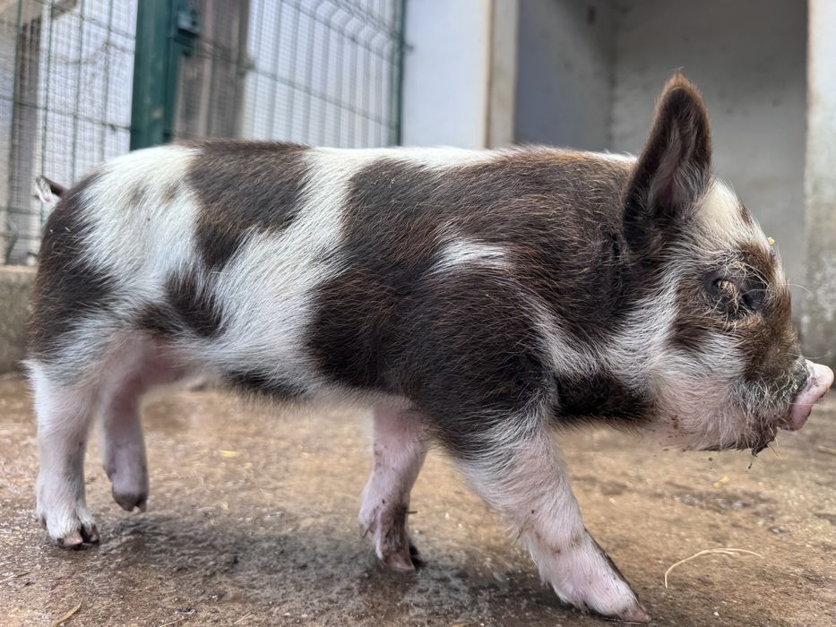 Porcos  raca kunekune