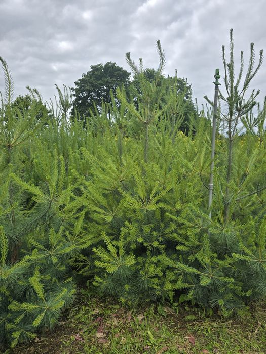 Sosna Himalajska 240-260 cm Armandi bosniacka