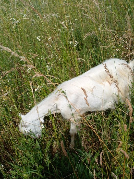 Козочки Закарпаття