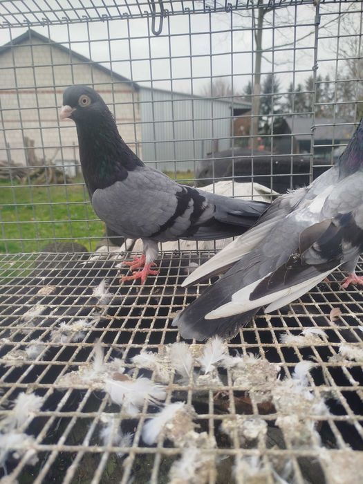 Gołębie perskie.