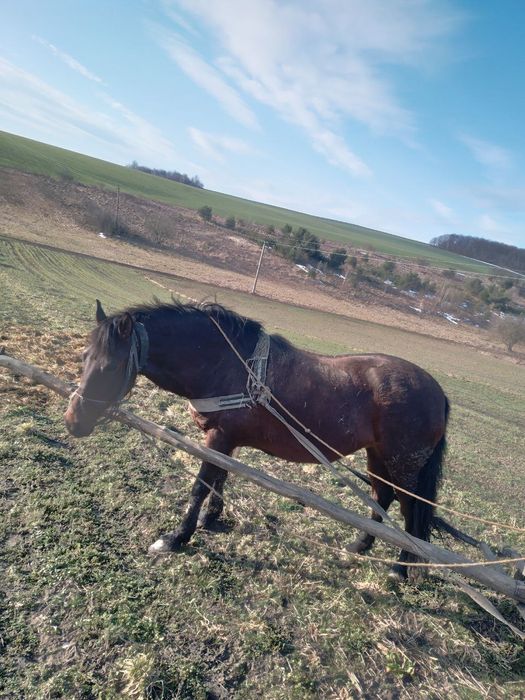Продиється кобила