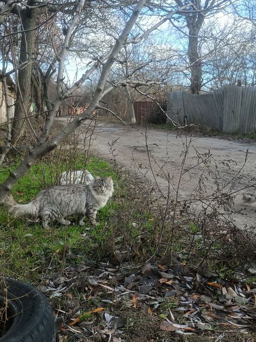 Котики підлітки!! Шукають своїх ЛЮДЕЙ!!