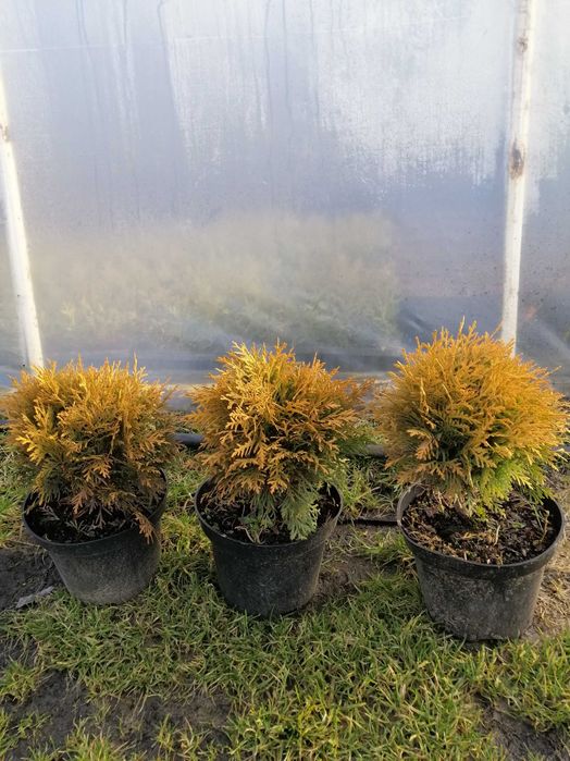Thuja MIRJAM-piękna karłowata kulka